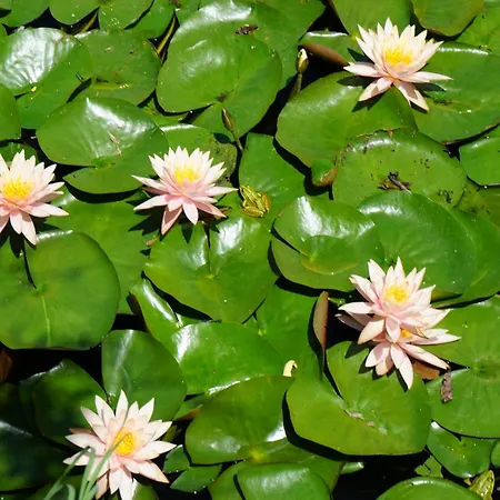 Casa Pescarului La Maxea Πανσιόν Σφίντου Γκεόργκε